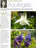 Aquilegia plant: Touchwood feature in 'The Bay' magazine, May 2012